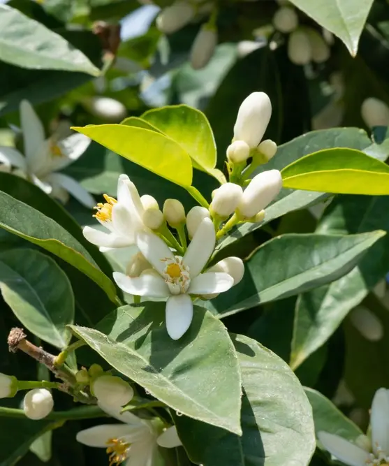 43f6ae28ad7b71c887903ebc060bda9af859797b